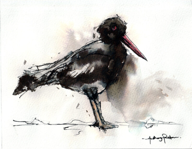 Oystercatcher