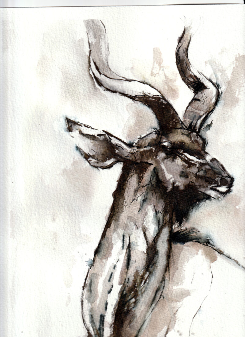 Kudu Bull