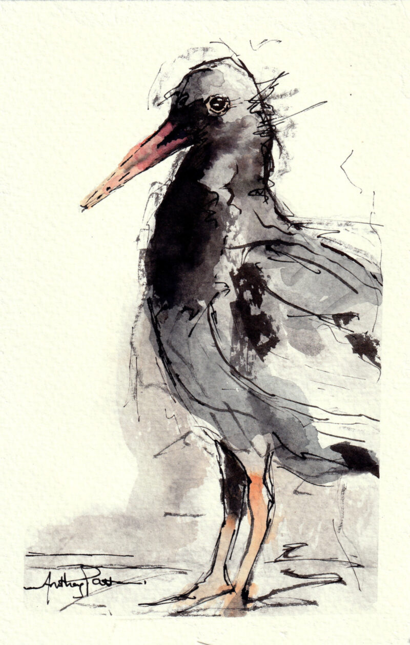 Oystercatcher 2