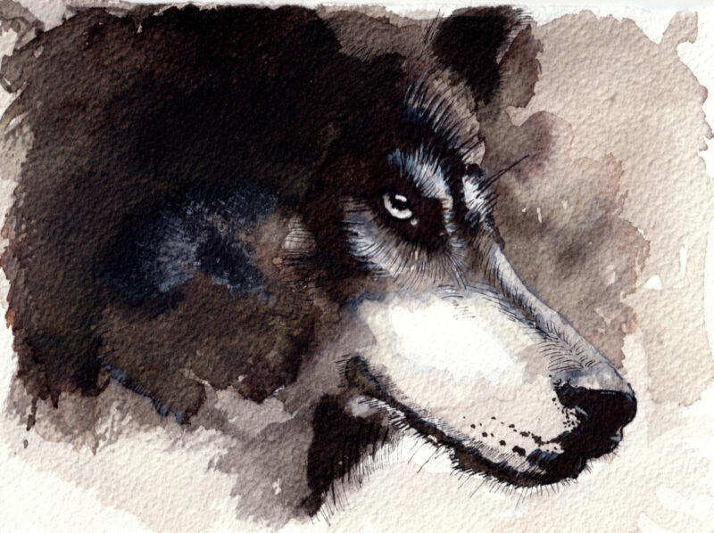 Watchful